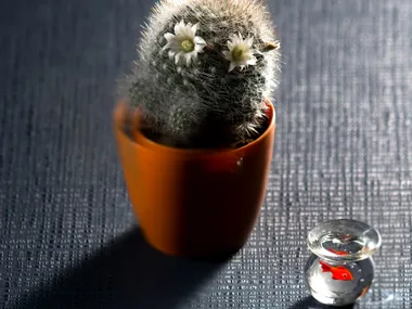 h_NADIR-Cleaf-68747-reld8fae92a.jpg