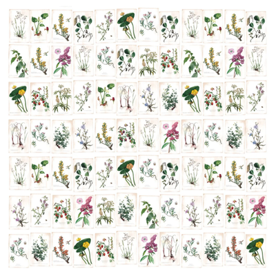 FLEURS-SAUVAGES-PaperMint-620301-relaf152bf.jpg