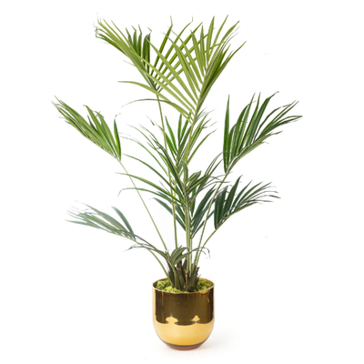 kentia-palm-vgnewtrend-585377-reledcfc485.jpg