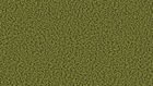 1612 Grashopper