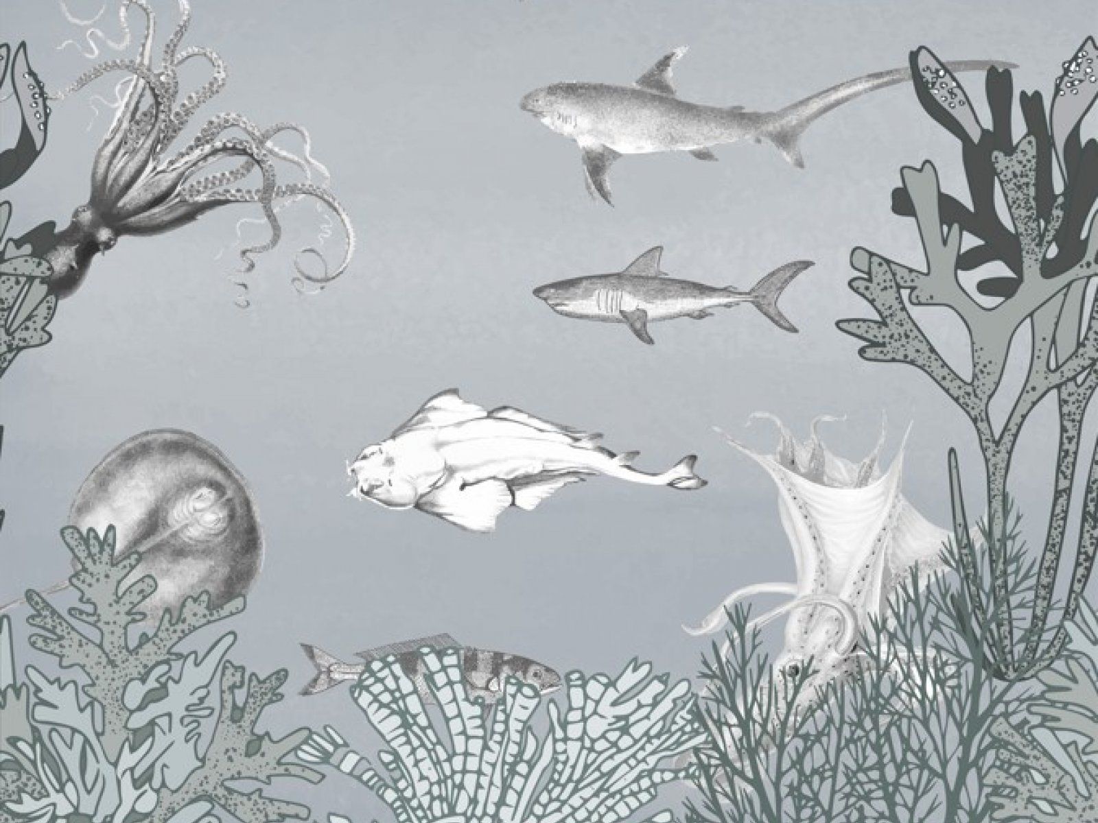 QUAL'È IL PESCE DI NOME WANDA / Art. Grey by AGENA
