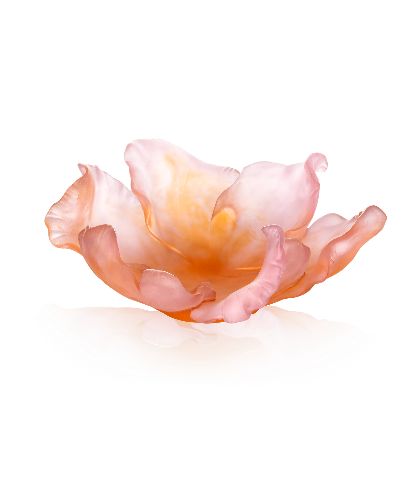 Tulipe Coupe ambre rose 99ex by Daum
