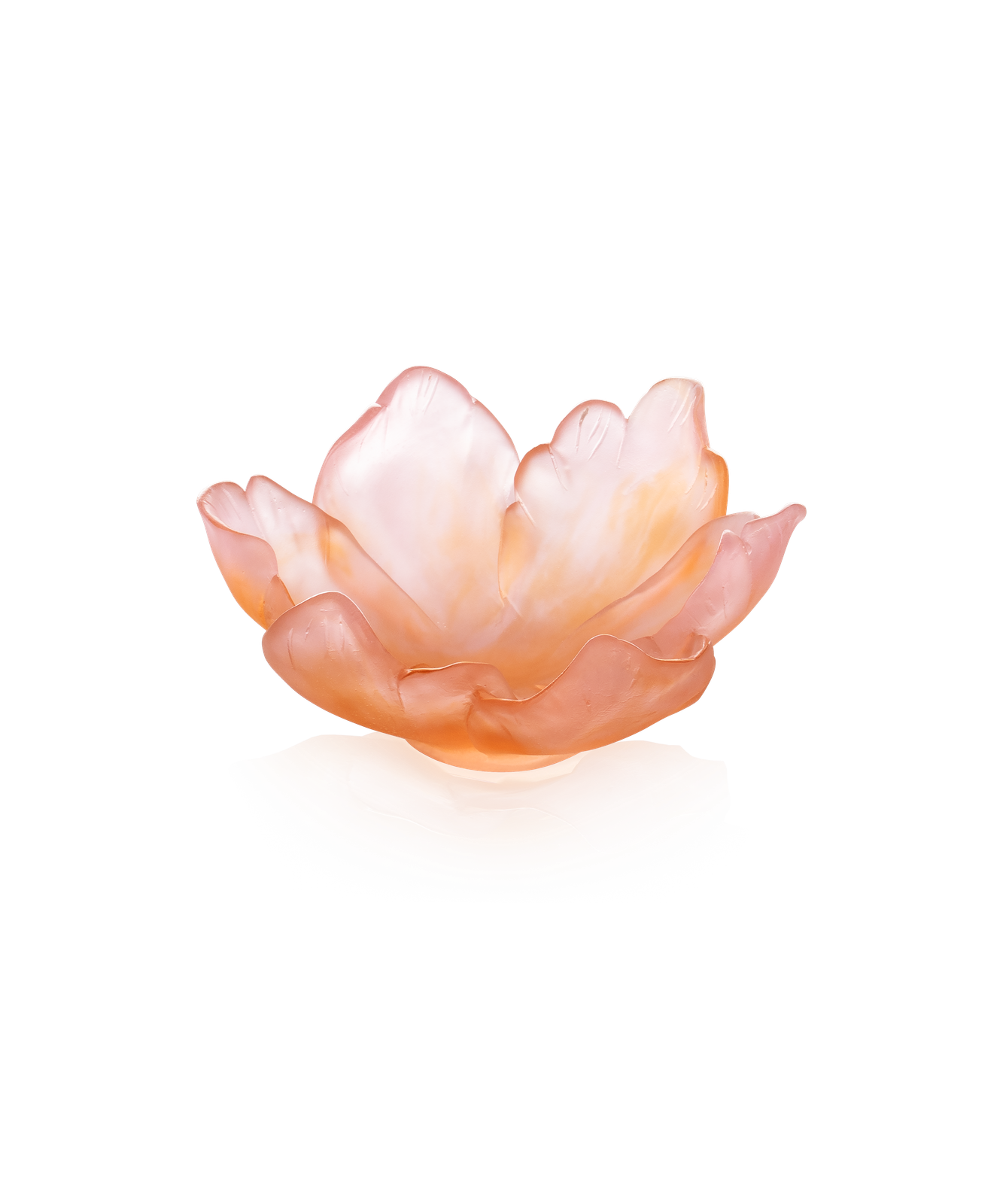 Tulipe Coupelle ambre rose 125ex by Daum
