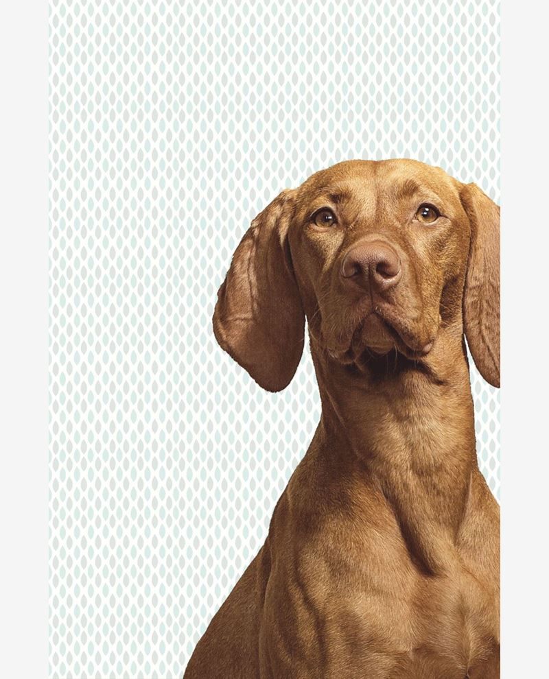 WALLPOWER JUNIOR 364125 - Brown wallpaper by Eijffinger