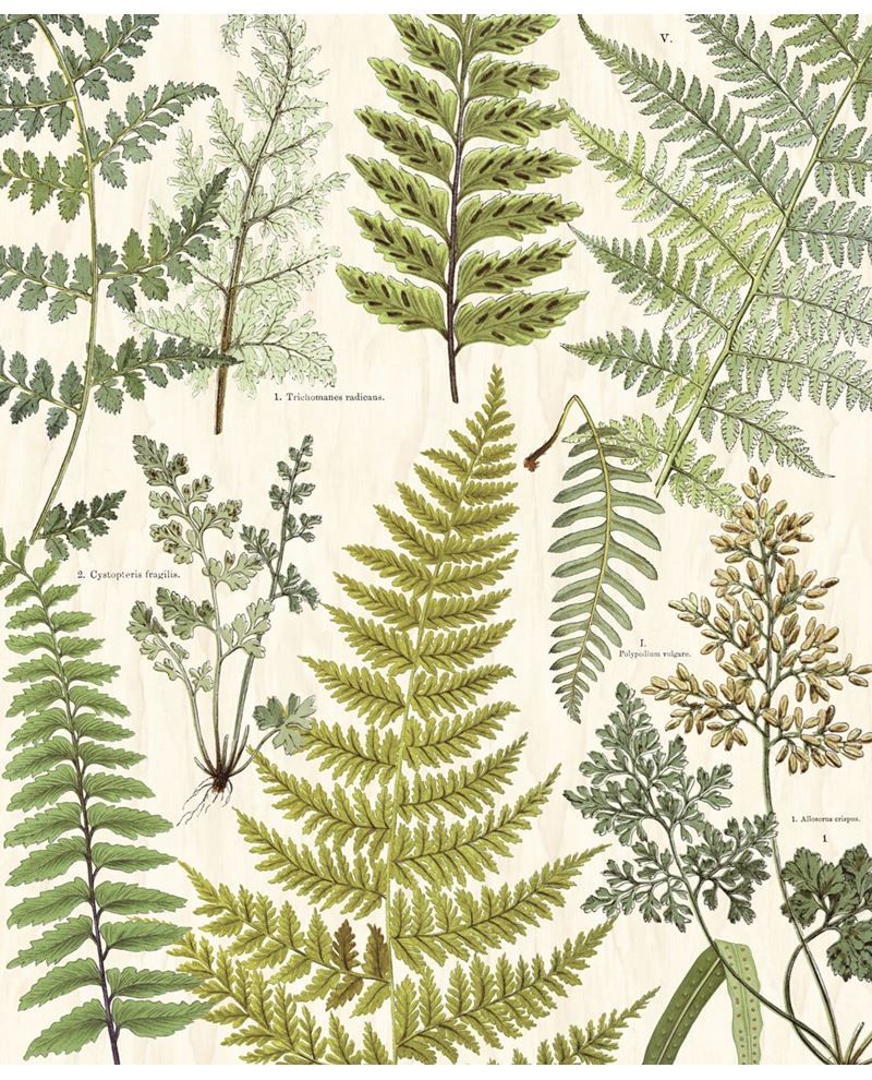 GEONATURE 366104 - Beige wallpaper by Eijffinger
