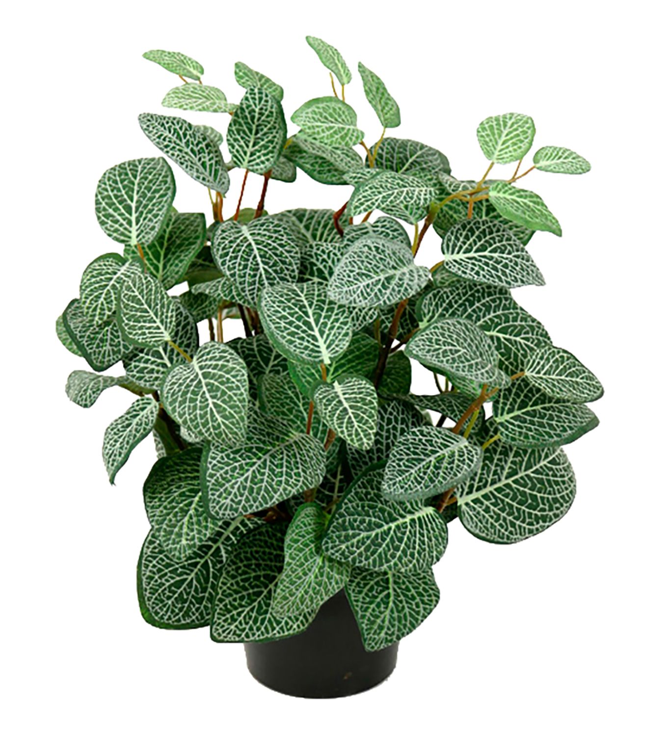 Fittonia 340 by Gotessons