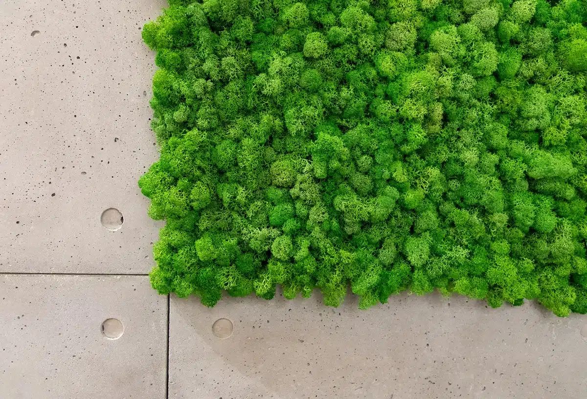 Green Wall - Lichen by GREENMOOD