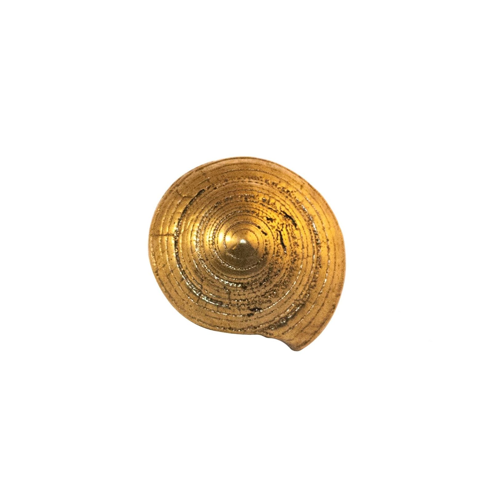 Oceano Trochus - seashell brass knob by Il Bronzetto