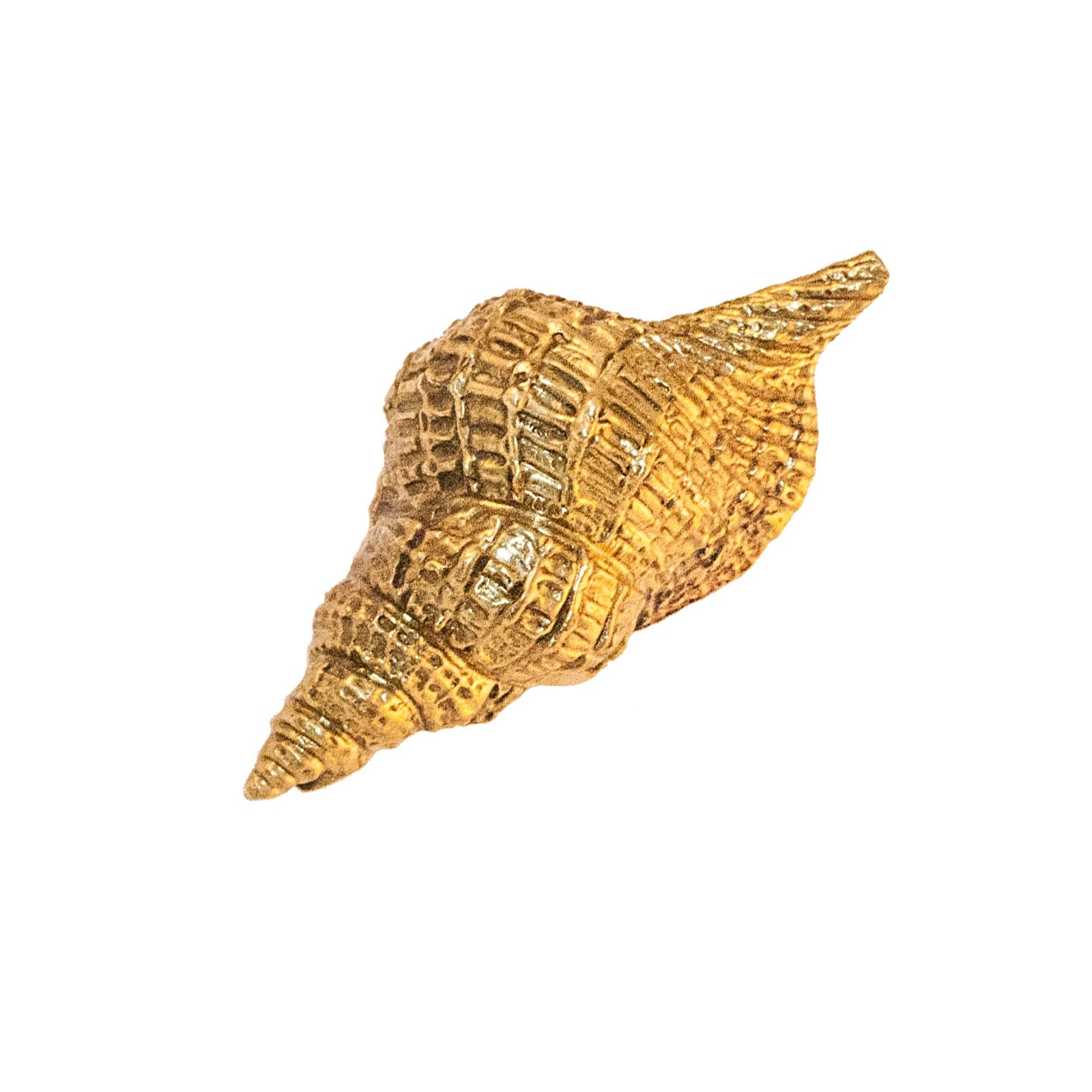 Oceano Vasum - seashell brass knob by Il Bronzetto