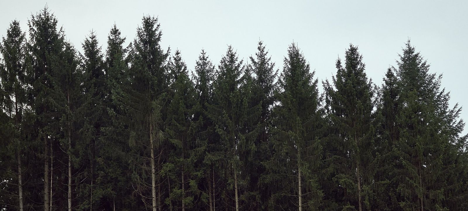 Vosges, l'esprit de la forêt inspire la création by Saint-Louis