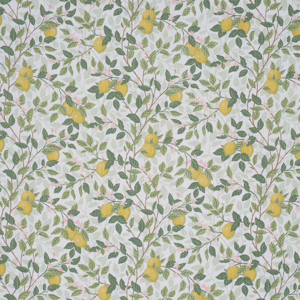 CitrontrÄd Ivory And Leaf by Schumacher