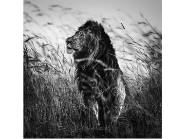 LB-011 - Author made artistic print by MOMENTI