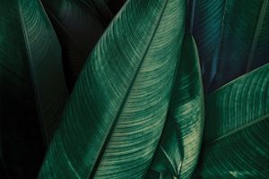 Jumanji_1 – Textile – L.320 H.154 cm - Wallpaper by Adriani e Rossi edizioni