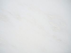 Bianco Namibia - Floor tile-stone by ABC Worldwide Stone