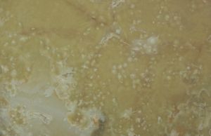 White Cream Onyx - Floor tile-stone by ABC Worldwide Stone