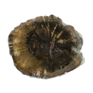 Black Petrified Wood - Floor tile-stone by ABC Worldwide Stone