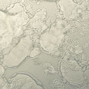 Damasco Diamante - Wallcovering by Antique Mirror