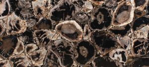 Fancyblack Petrified Wood - Floor tile-stone by Antolini