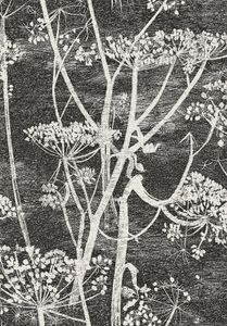 Cow Parsley - Wallpaper by Cole & Son