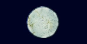 Full Moon - Table by Edra