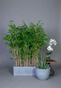 Bambu 1500 - Styling by Gotessons