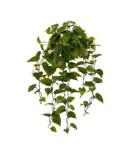 Golden Pothos 1000 - Styling by Gotessons