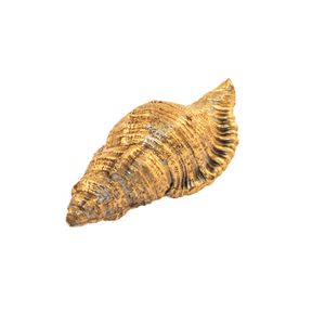 Oceano Common Whelk - seashell brass knob - Accessories by Il Bronzetto