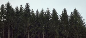 Vosges, l'esprit de la forêt inspire la création - Accessories by Saint-Louis