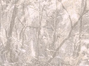 Home Digital Panels M23085 - Wallpaper by Zambaiti Contract