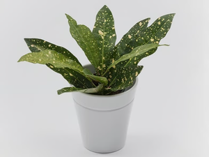 WINDOW GARDEN VASE - Porcelain vase for hydroponic cultivation - Styling by Danese Milano