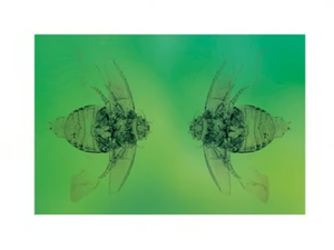 THE BEETLES - Tapestry - Screens by Moroso