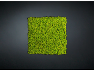 LICHENE - Vegetal frame - Accessories by VGnewtrend