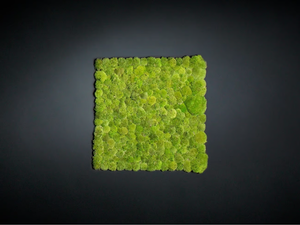 POLEMOSS - Vegetal frame - Accessories by VGnewtrend