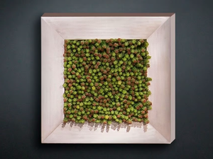 SEDUM - Vegetal frame - Accessories by VGnewtrend