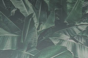 Wallpaper Banano by Carta da Parati Artistica - view 2