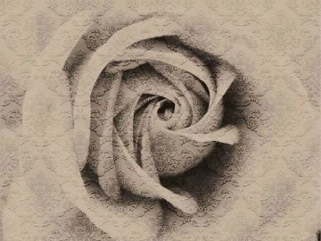 Wallpaper Rosa damascata by Carta da Parati Artistica - view 2