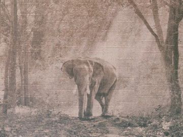 Wallpaper Elefante by Carta da Parati Artistica - view 2