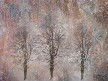 Wallpaper Alberi by Carta da Parati Artistica - view 2