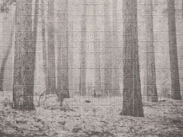 Wallpaper Alberi nella nebbia by Carta da Parati Artistica - view 2