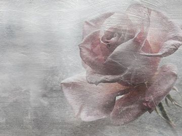 Wallpaper Rosa by Carta da Parati Artistica - view 2