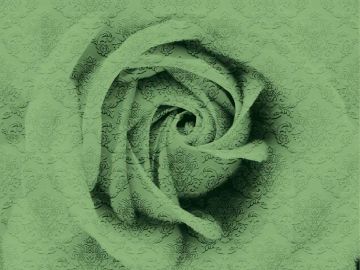 Wallpaper Rosa damascata by Carta da Parati Artistica - view 5
