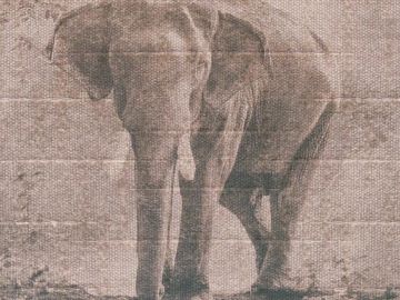 Wallpaper Elefante by Carta da Parati Artistica - view 3