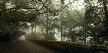 Forrest - wallpaper by Creative Space - view 2