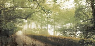 Forrest - wallpaper by Creative Space - view 3