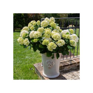 Planter with mask - decor Arcaica white by L'Antica Deruta - view 2