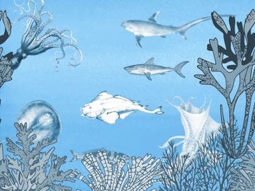 QUAL'È IL PESCE DI NOME WANDA / Art. Grey by AGENA - view 5