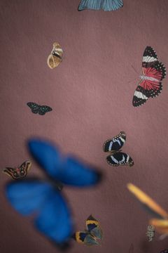 FEATHERS / Art. farfalle-Teal by AGENA - view 9