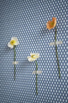 SONG / Art. geometrico-OVAL ROOM by AGENA - view 3