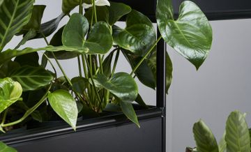 modul space mobile plant by Bosse - view 4