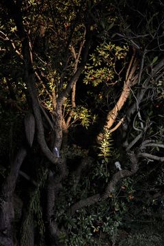 Ginko 2.0 - Outdoor projectors for enhancing green areas by L&L Luce&Light - view 3